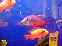 Heimtiermesse 2009   063